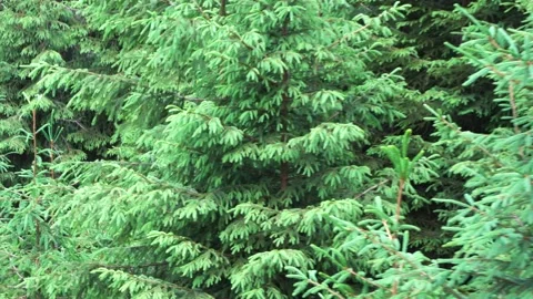 View of the beautiful coniferous forest from the cable car in the Low Tatras Stock Footage 204128945