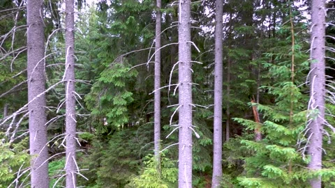 View of the beautiful coniferous forest from the cable car in the Low Tatras Stock Footage 204129778