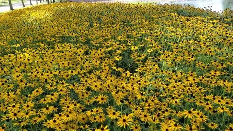 View of Beautiful Fields of  Yellow flowers called Black Eye Susan Stock Footage 232815105