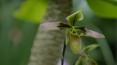 View of beautiful flower in Cloud Forest, Gardens by the Bay, Singapore Stock Footage 115273935
