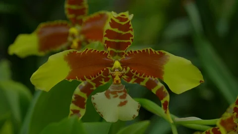 View of beautiful flower in Cloud Forest, Gardens by the Bay Stock Footage 115274744