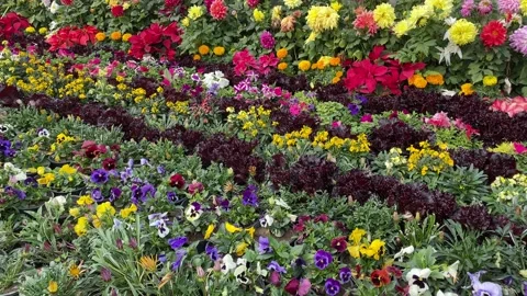 View of a beautiful flower in nursery Stock Footage 171919301