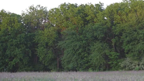 View of the beautiful forest in evening in Ukraine Video stock 89923116