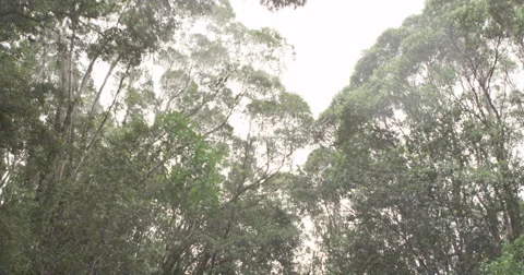 View of beautiful forest Stock Footage 65885872