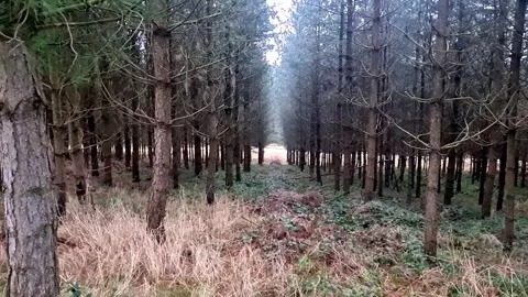 A view into a beautiful forest Stock Footage 258619456