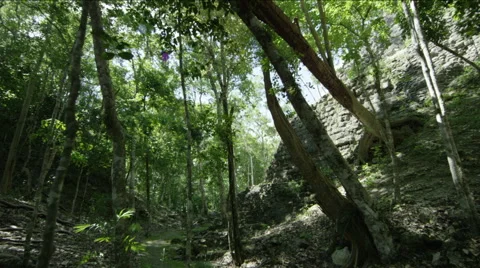 View of beautiful forest in Guatemala Stock Footage 63059820
