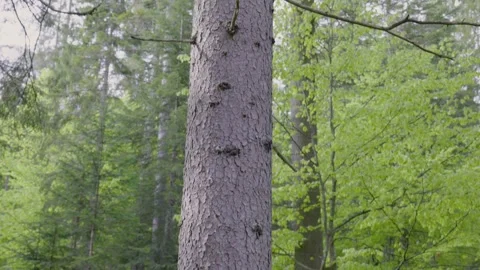 The view of a beautiful forest in spring at dawn in the mountains Video stock 241414182