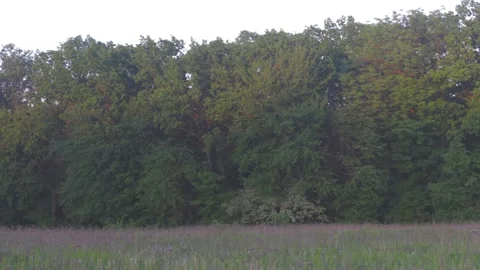 View of the beautiful forest in Ukraine Video stock 89923043