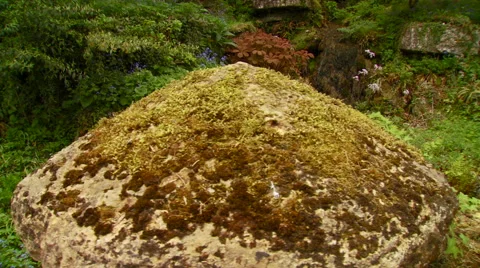 View of beautiful garden Stock Footage 57815517