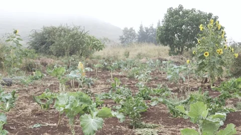 View of a Beautiful kitchen garden. Stock Footage 319990427