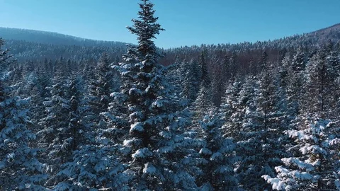 View of the beautiful large thick forest and high mountains covered with snow in Video stock 107445544
