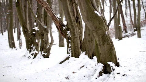 View of Beautiful Line of Trees in a Snowy Forest Stock Footage 148491836