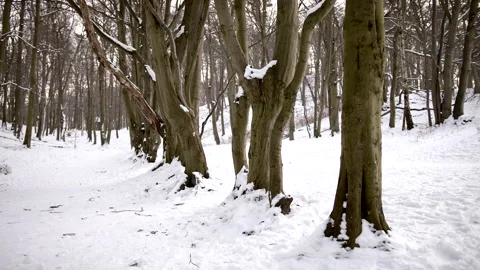 View of Beautiful Line of Trees in a Snowy Forest Stock Footage 148492290