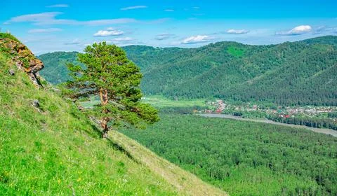 View of a beautiful lone tree, pine, on the slope of a high mountain Stock Photos