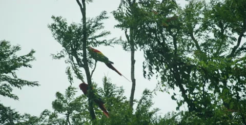 View of beautiful macaws perching on branch in forest Stock Footage 68731990