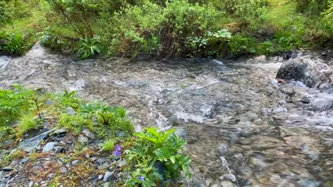 View of a beautiful mountain clear transparent stream Video stock 246061180