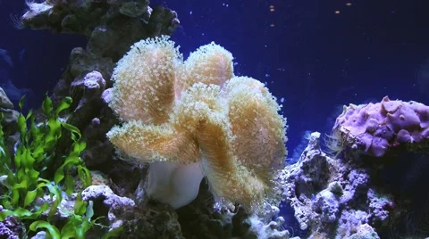 View to the beautiful moving ocean plants in aquarium. Stock Footage 61265221