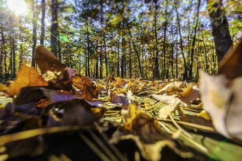 View of a beautiful nature Fall scenery Stock Photos