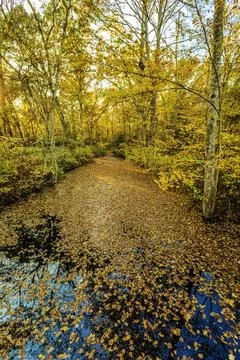 View of a beautiful nature Fall scenery Stock Photos