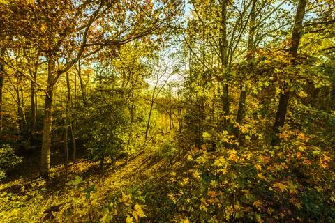 View of a beautiful nature Fall scenery Stock Photos
