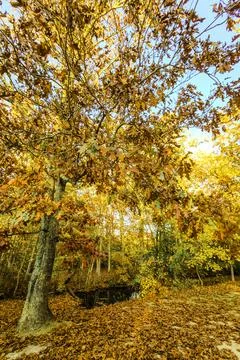 View of a beautiful nature Fall scenery Stock Photos