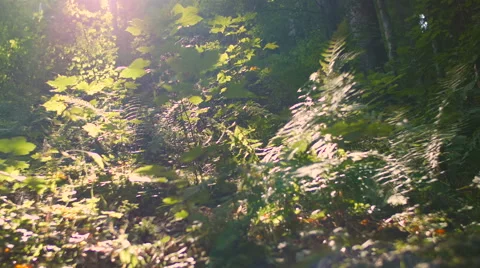 View beautiful nature. The setting sun lights up the grass. Stock Footage 59098830