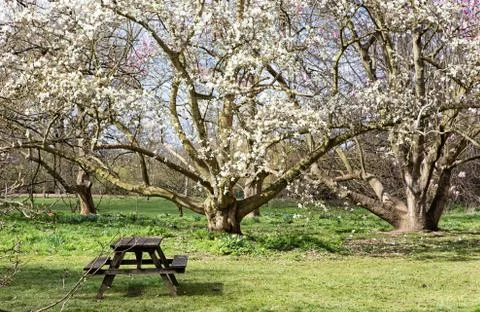 View from beautiful park in the spring Stock Photos