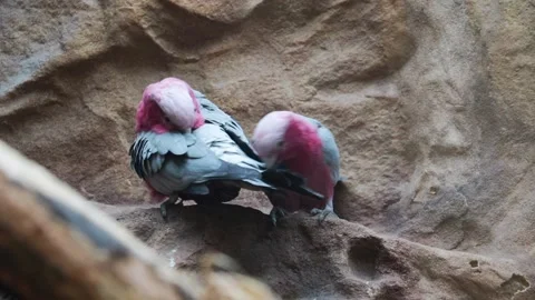View of beautiful parrots. They clean the feathers Stock Footage 163716281
