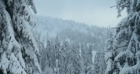 A view of a beautiful pine forest Stock Footage 264985808