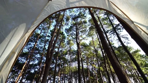 A view of a beautiful pine forest at the national park green trees through the o Video stock 168361224