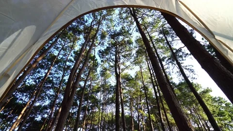 A view of a beautiful pine forest at the national park green trees through th Stock Footage 168881559