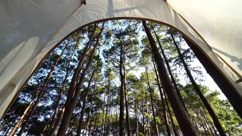 A view of a beautiful pine forest at the national park green trees through th Video stock 168884267
