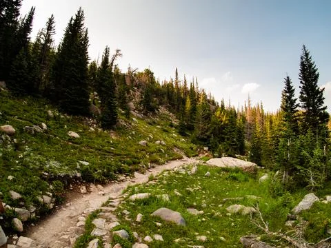 View of beautiful pine trees along a hiking trail in Colorado. Foto stock
