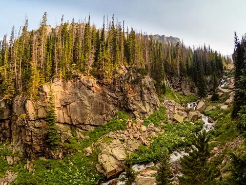 View of beautiful pine trees along a hiking trail in Colorado. Stock Photos