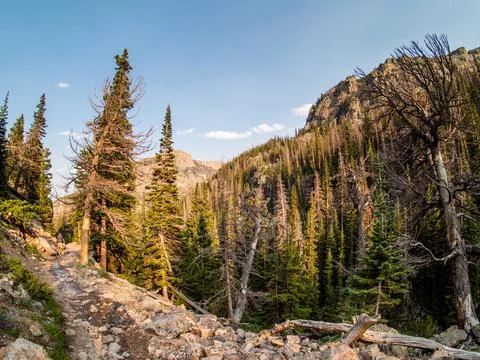 View of beautiful pine trees along a hiking trail in Colorado. Stock Photos