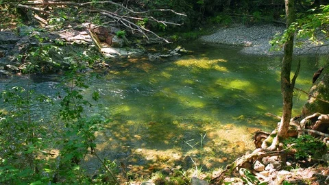 View of the beautiful river in a forest in UHD Stock Footage 115930273