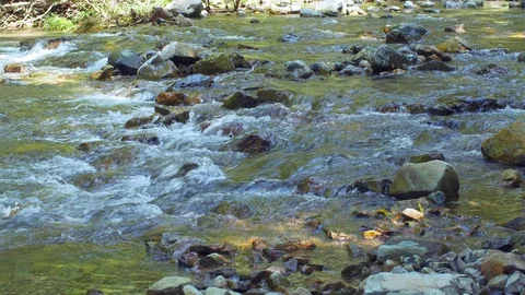 View of the beautiful river in a forest in UHD Stock Footage 117160109