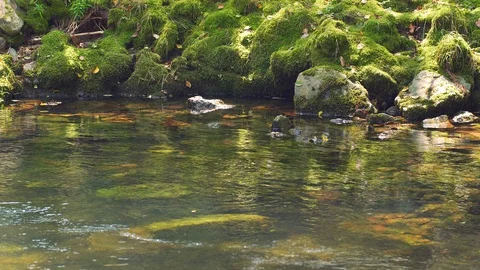 View of the beautiful river in a forest in UHD Video stock 117160337