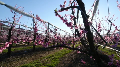 View of beautiful spring plantation in field Stock Footage 64342633