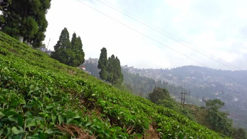 View of beautiful tea garden of Queen Darjeeling Stock Footage 296491009