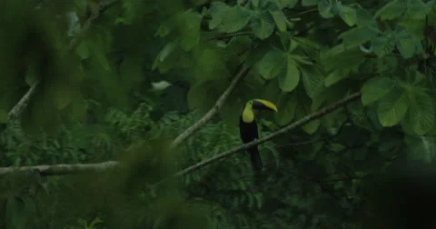 View of beautiful Toco Toucan walking on the tree branch in forest Stock Footage 68682835