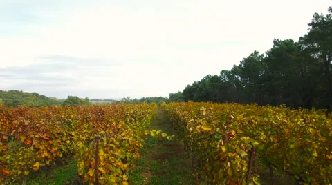 View of beautiful vines in vineyard Stock Footage 64793222