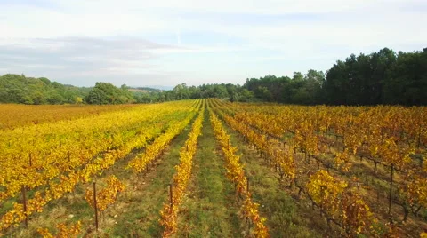 View of beautiful vines in vineyard Stock Footage 64793251