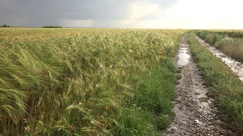 View of beautiful wheat cereal field after heavy rain rustic road at countryside Stock Footage 81986900