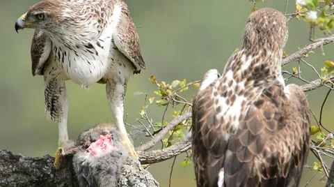 View on beautiful wild Bonelli's eagle couple Stock Footage 62773297