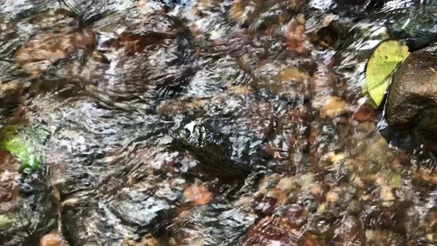 View of beautifull waterfall in deep forest. Stock Footage 144418138