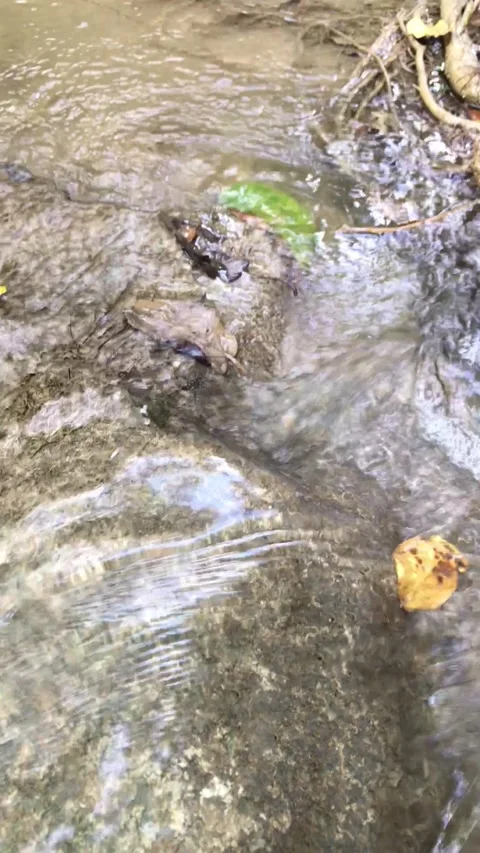 View of beautifull waterfall in deep forest. Stock Footage 144418162