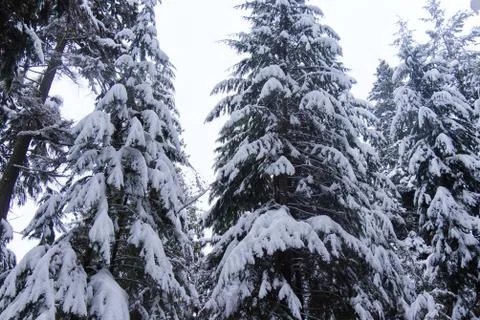 View of Beaver Lake Trail with pine trees covered in snow Stock Photos