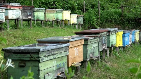 View of bee colony fly to beehive box beekeeping activity wild insect teamwork Stock Footage 81964955
