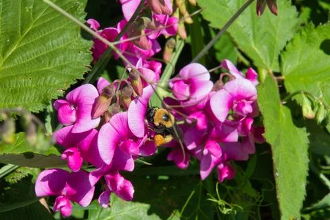 A view of a bee drinking nectar from the flower.  Richmond, Canada Fotos Stock